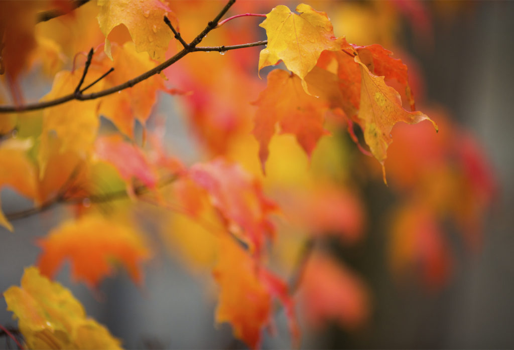 hojas de otoño